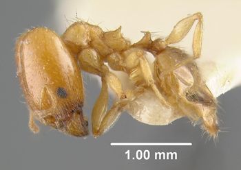 Media type: image;   Entomology 20735 Aspect: habitus lateral view